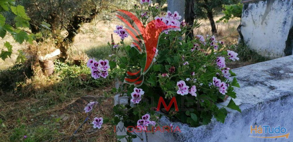 Quinta Agrícola na Zona de Portalegre Quinta Agrícola na Zona de Portalegre