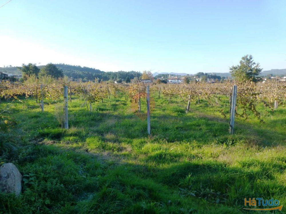 Terreno Terreno