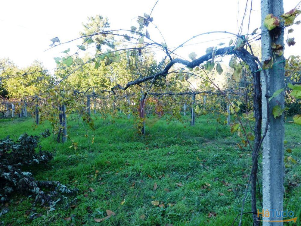 Terreno Terreno