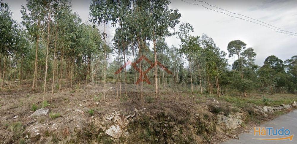 Terreno Para Construo  Venda em Vila Cova e Feitos,Barcelos