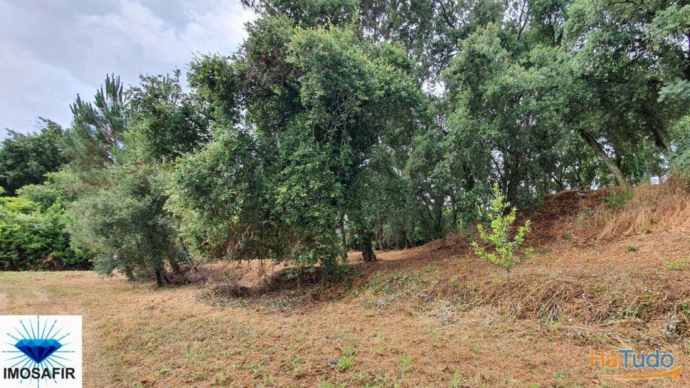 Terreno rústico e plano em Carvalhais Terreno rústico e plano em Carvalhais