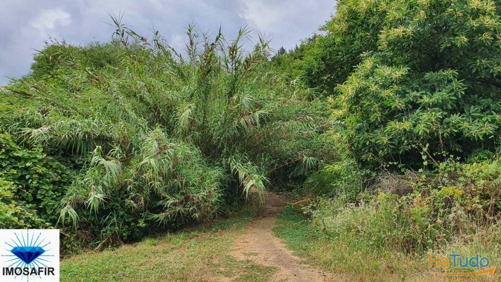 Terreno rústico e plano em Carvalhais Terreno rústico e plano em Carvalhais