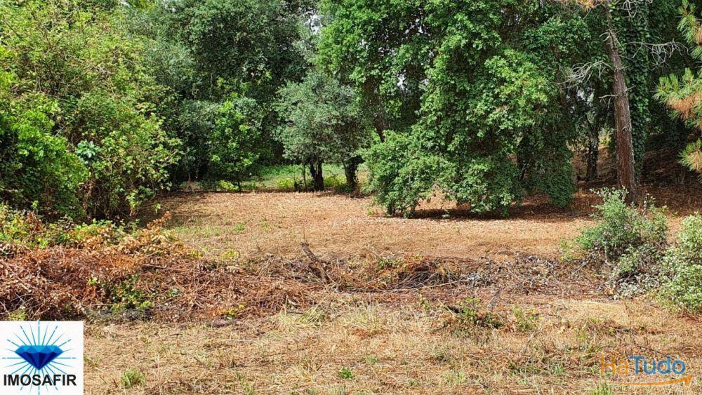 Terreno rústico e plano em Carvalhais Terreno rústico e plano em Carvalhais