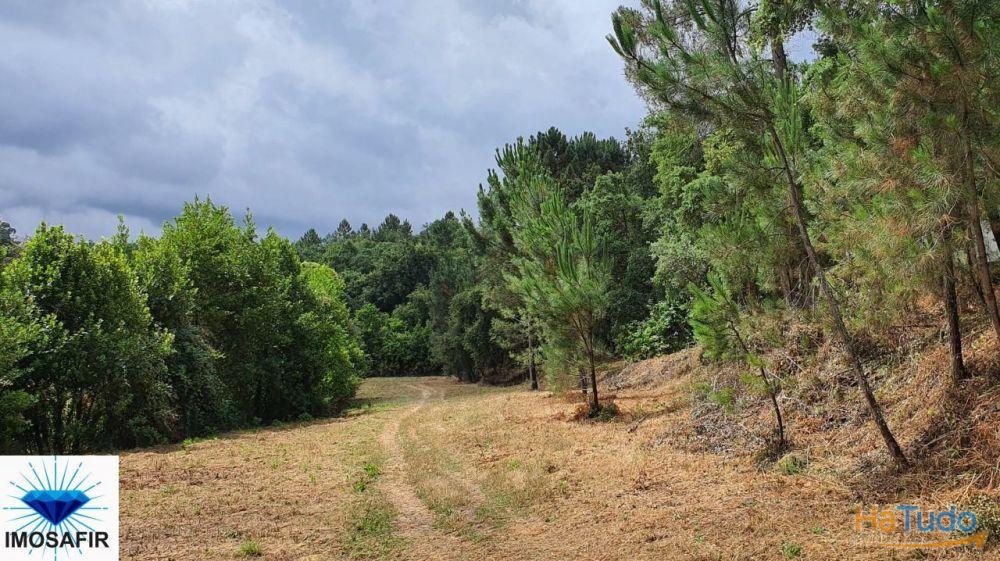 Terreno rústico e plano em Carvalhais Terreno rústico e plano em Carvalhais