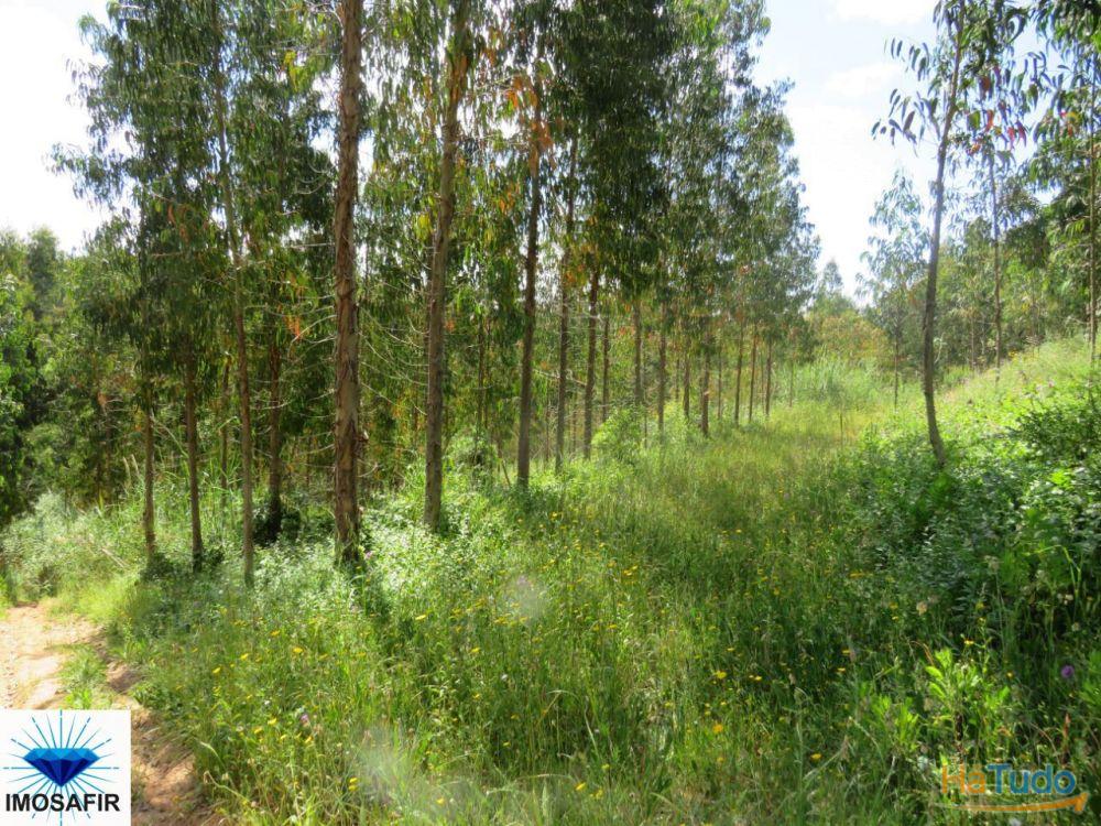 Propriedade de 5Hectares para Projeto Turístico e Residencial Propriedade de 5Hectares para Projeto Turístico e Residencial