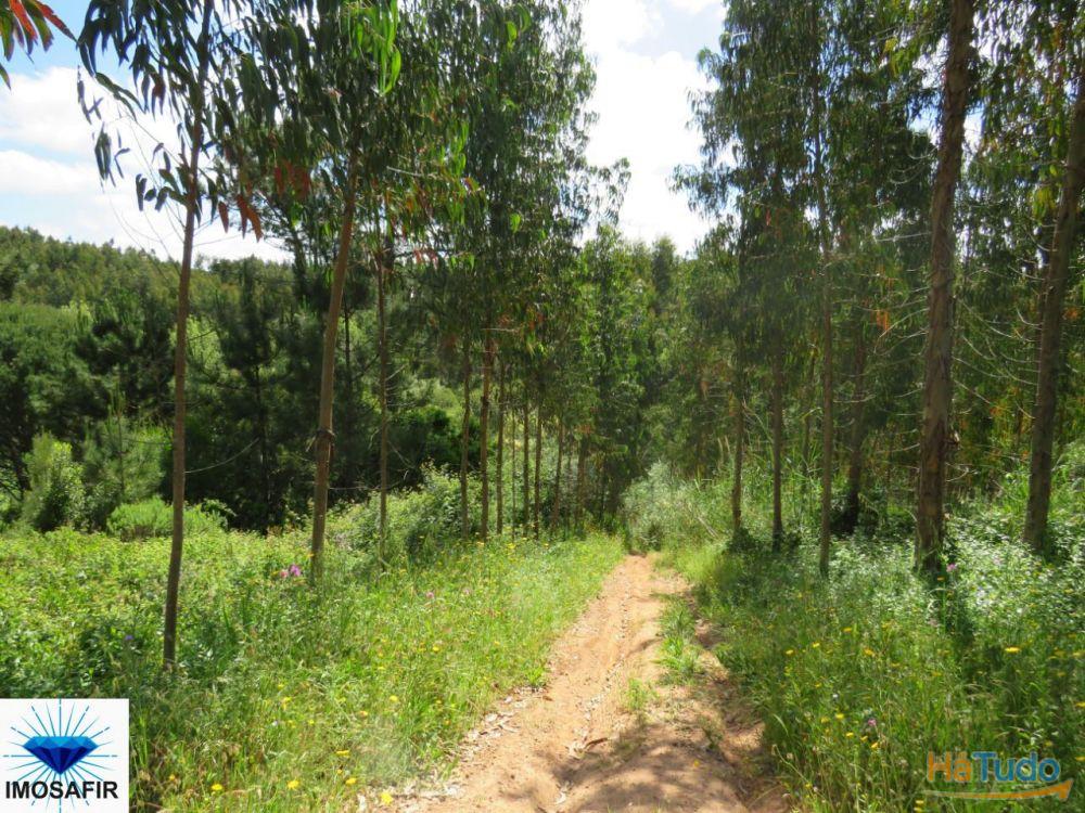 Propriedade de 5Hectares para Projeto Turístico e Residencial Propriedade de 5Hectares para Projeto Turístico e Residencial