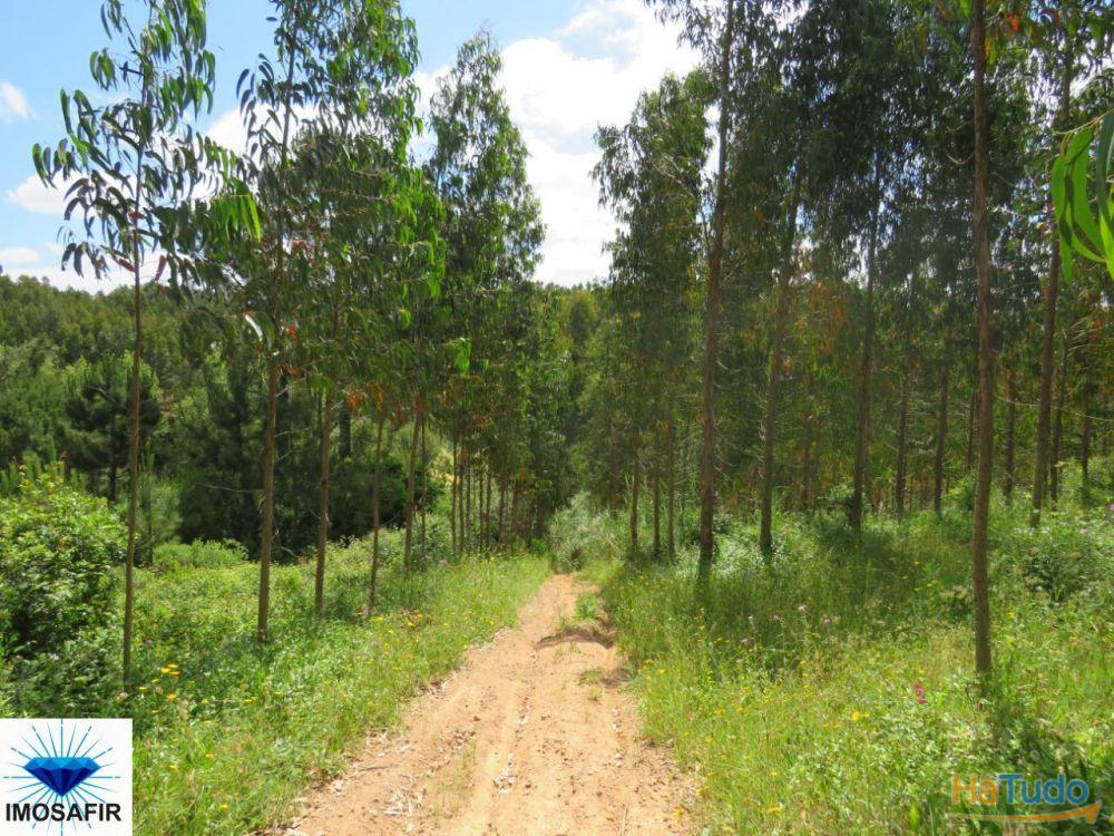 Propriedade de 5Hectares para Projeto Turístico e Residencial Propriedade de 5Hectares para Projeto Turístico e Residencial