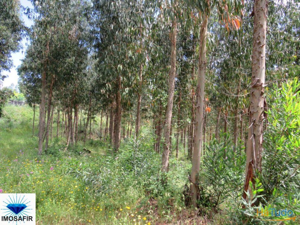 Propriedade de 5Hectares para Projeto Turístico e Residencial Propriedade de 5Hectares para Projeto Turístico e Residencial