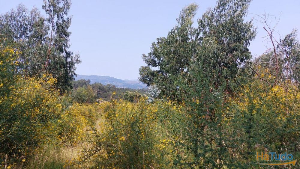 Quinta - Vila Verde Quinta - Vila Verde