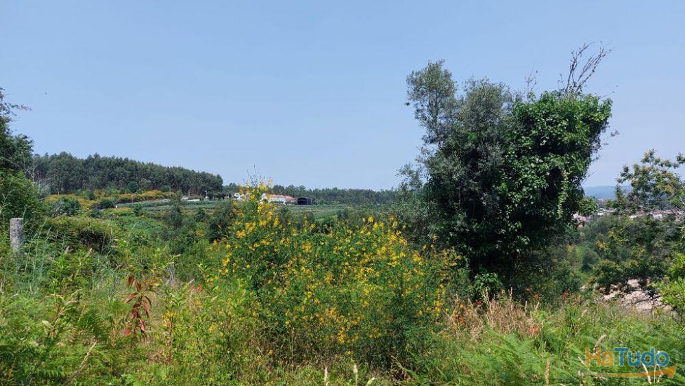 Quinta - Vila Verde Quinta - Vila Verde