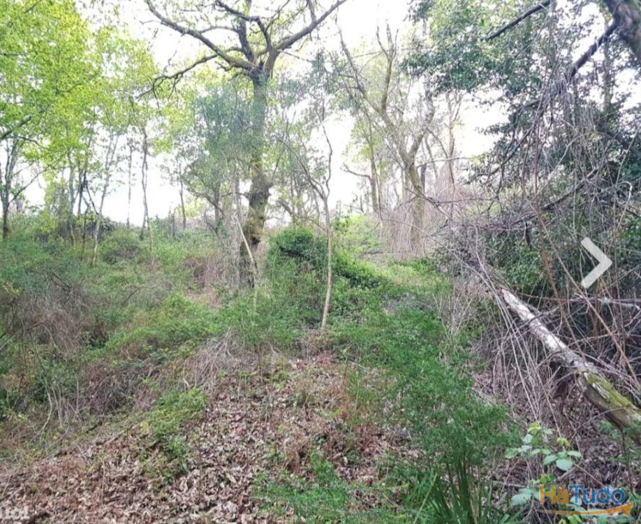 Quinta - Vila Verde Quinta - Vila Verde