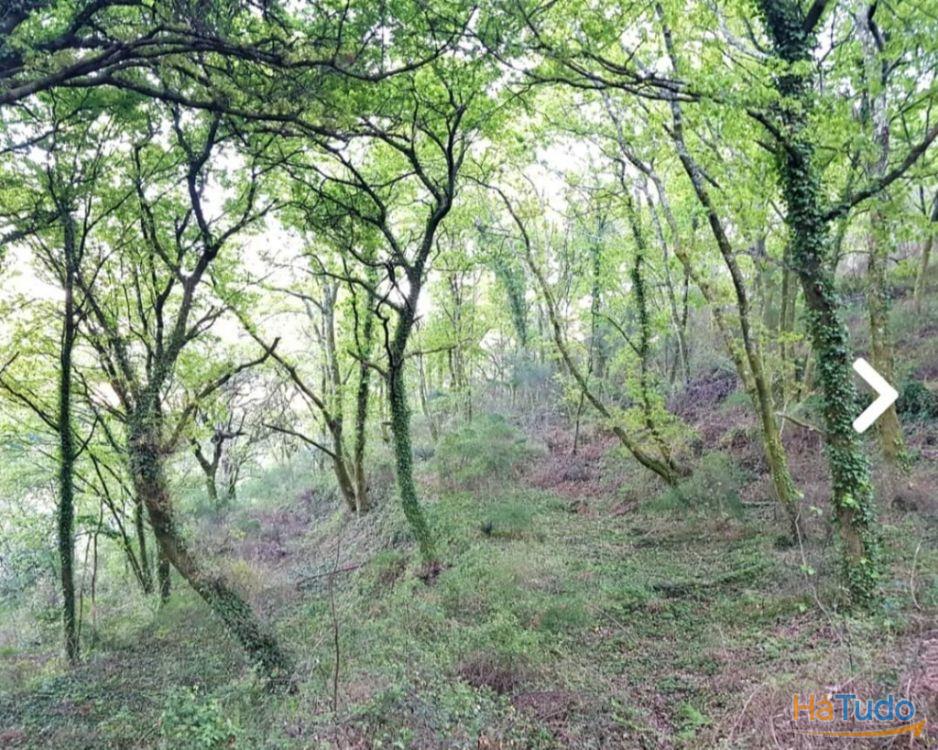 Quinta - Vila Verde Quinta - Vila Verde