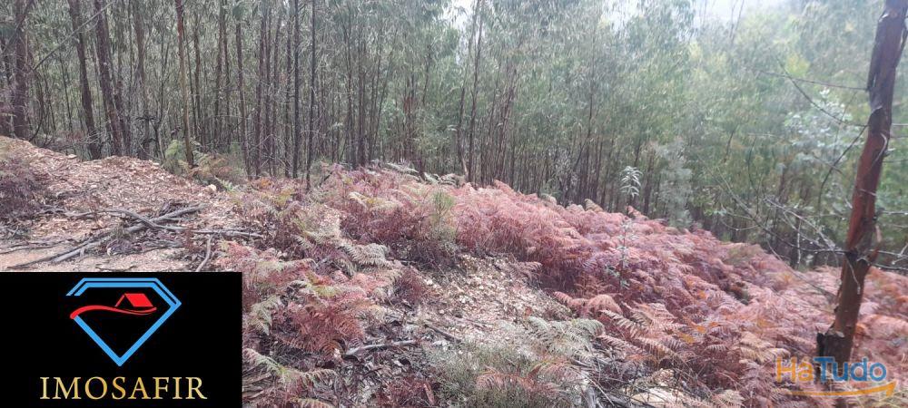 Terreno perto do Rio na Serra da Pombeira Terreno perto do Rio na Serra da Pombeira