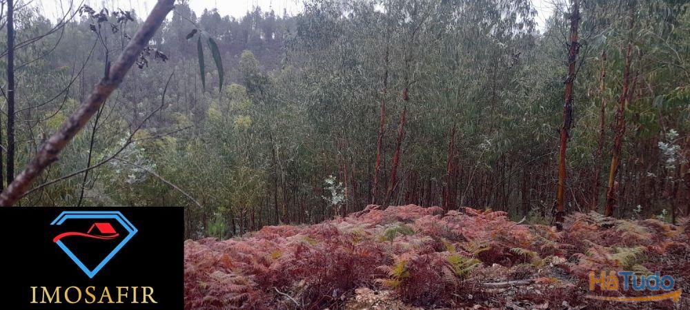 Terreno perto do Rio na Serra da Pombeira Terreno perto do Rio na Serra da Pombeira