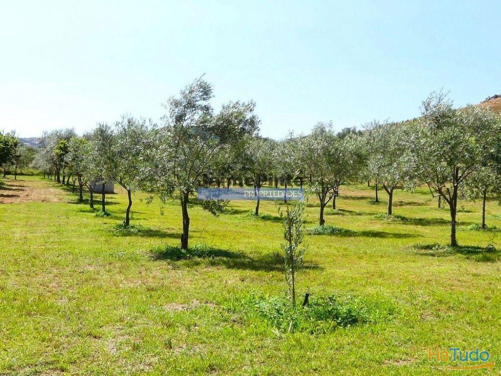88ha c/ Olival, Cortiça, Floresta e terra p/ novas plantações, Armazém/Casa Ruína. Portugal, Alfândega da Fé. 88ha c/ Olival, Cortiça, Floresta e terra p/ novas plantações, Armazém/Casa Ruína. Portugal, Alfândega da Fé.