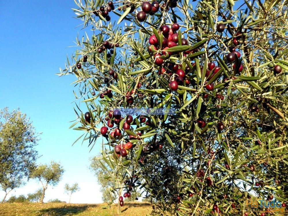 88ha c/ Olival, Cortiça, Floresta e terra p/ novas plantações, Armazém/Casa Ruína. Portugal, Alfândega da Fé. 88ha c/ Olival, Cortiça, Floresta e terra p/ novas plantações, Armazém/Casa Ruína. Portugal, Alfândega da Fé.