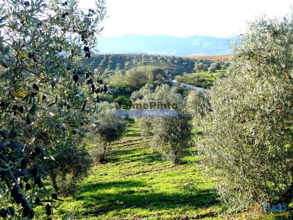88ha c/ Olival, Cortiça, Floresta e terra p/ novas plantações, Armazém/Casa Ruína. Portugal, Alfândega da Fé. 88ha c/ Olival, Cortiça, Floresta e terra p/ novas plantações, Armazém/Casa Ruína. Portugal, Alfândega da Fé.
