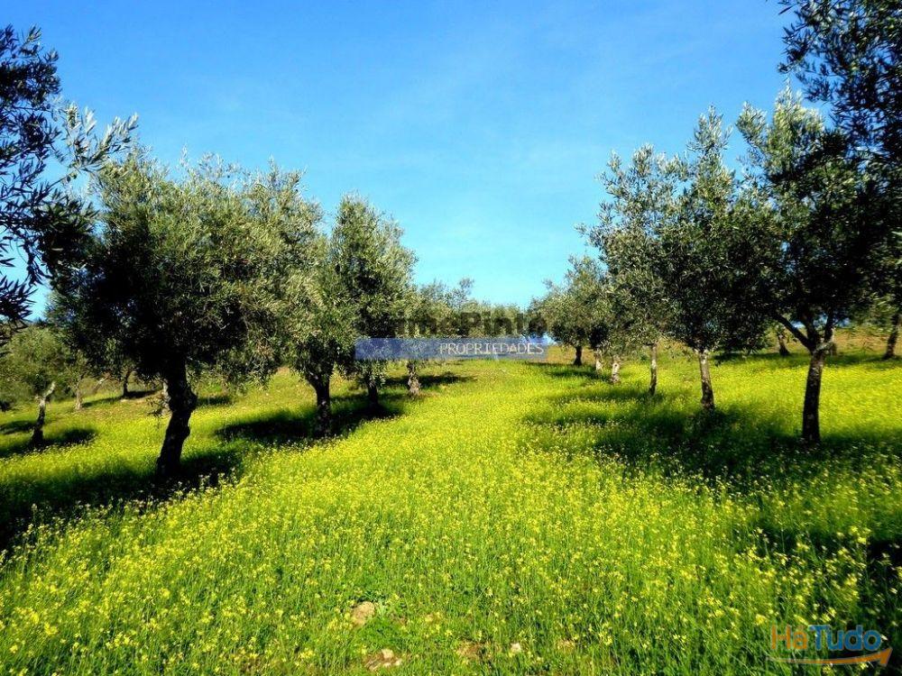 88ha c/ Olival, Cortiça, Floresta e terra p/ novas plantações, Armazém/Casa Ruína. Portugal, Alfândega da Fé. 88ha c/ Olival, Cortiça, Floresta e terra p/ novas plantações, Armazém/Casa Ruína. Portugal, Alfândega da Fé.