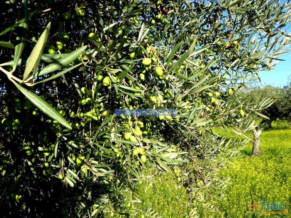 88ha c/ Olival, Cortiça, Floresta e terra p/ novas plantações, Armazém/Casa Ruína. Portugal, Alfândega da Fé. 88ha c/ Olival, Cortiça, Floresta e terra p/ novas plantações, Armazém/Casa Ruína. Portugal, Alfândega da Fé.
