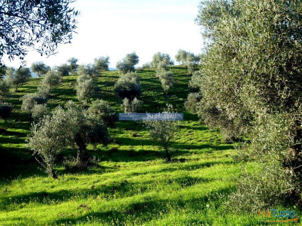 88ha c/ Olival, Cortiça, Floresta e terra p/ novas plantações, Armazém/Casa Ruína. Portugal, Alfândega da Fé. 88ha c/ Olival, Cortiça, Floresta e terra p/ novas plantações, Armazém/Casa Ruína. Portugal, Alfândega da Fé.