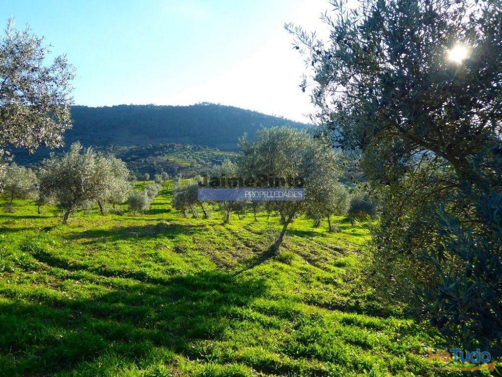 88ha c/ Olival, Cortiça, Floresta e terra p/ novas plantações, Armazém/Casa Ruína. Portugal, Alfândega da Fé. 88ha c/ Olival, Cortiça, Floresta e terra p/ novas plantações, Armazém/Casa Ruína. Portugal, Alfândega da Fé.