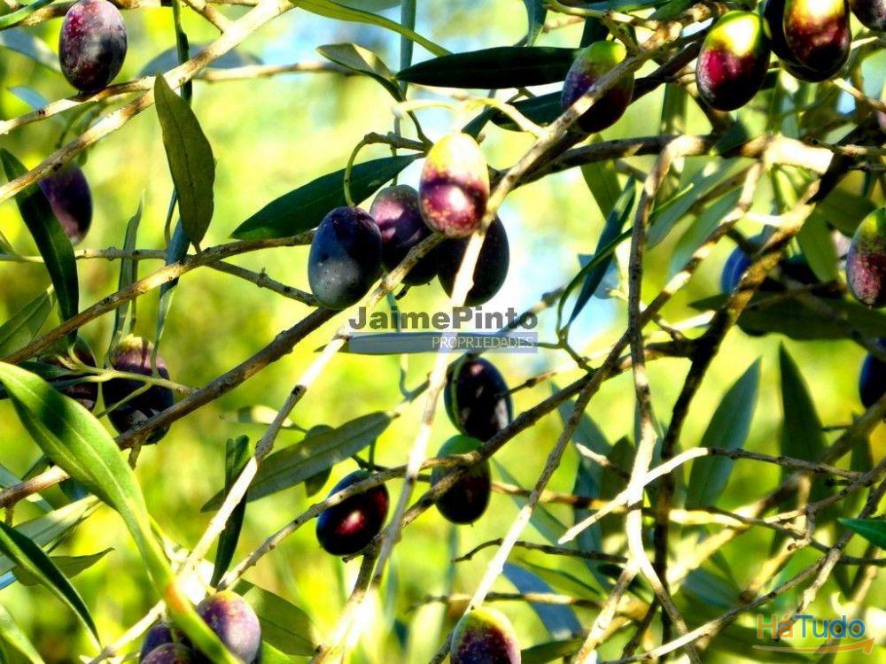 88ha c/ Olival, Cortiça, Floresta e terra p/ novas plantações, Armazém/Casa Ruína. Portugal, Alfândega da Fé. 88ha c/ Olival, Cortiça, Floresta e terra p/ novas plantações, Armazém/Casa Ruína. Portugal, Alfândega da Fé.