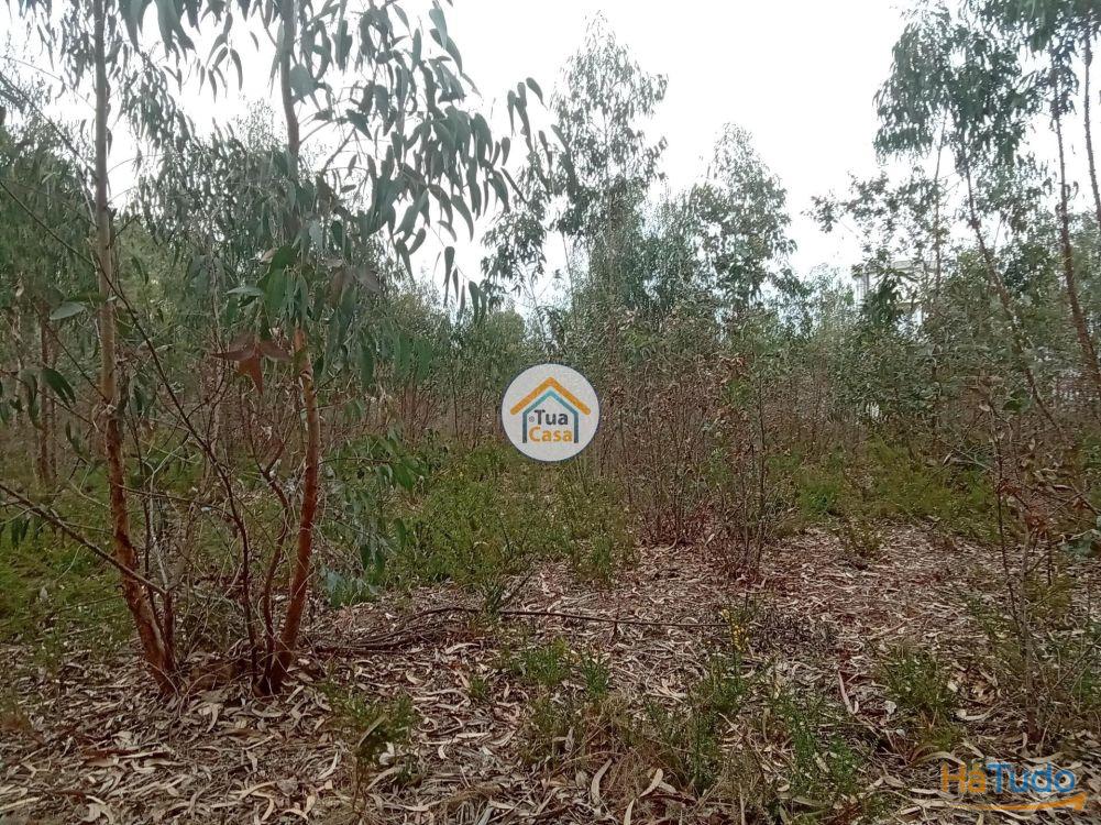 Terreno r�stico com viabilidade de constru��o em �gueda