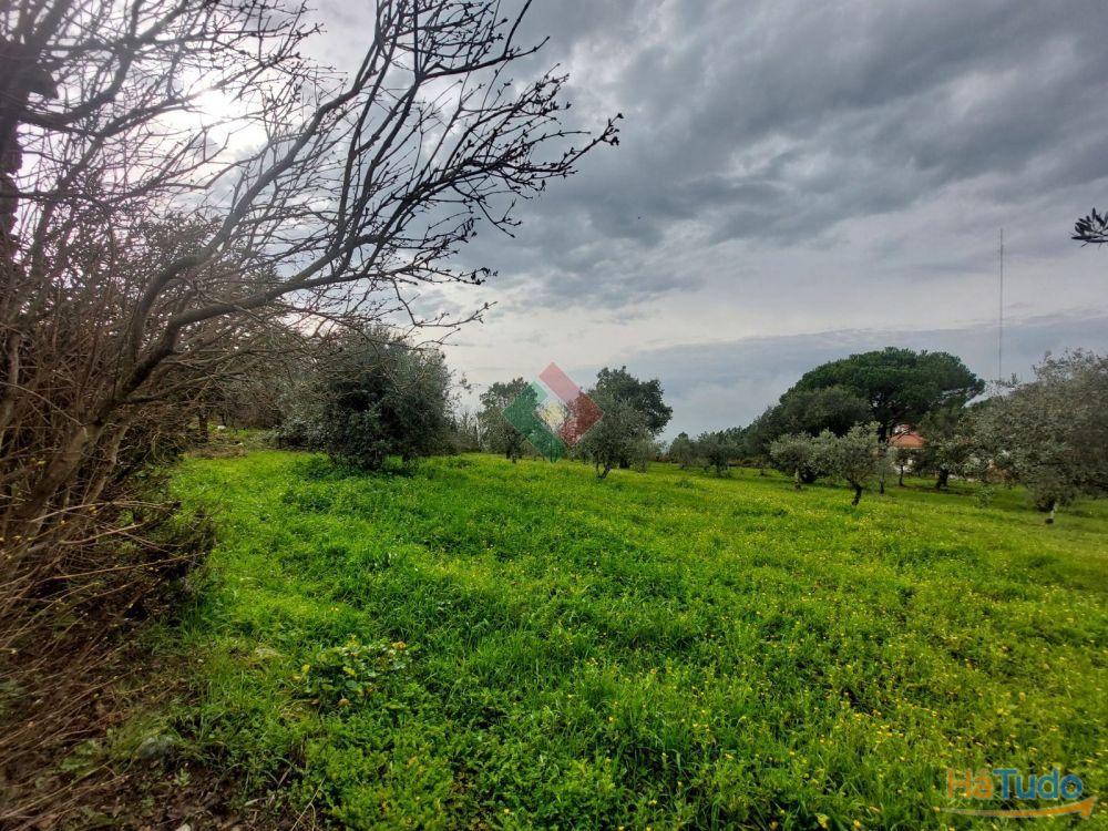 Quinta, para venda, Portalegre - Sé e São Lourenço Quinta, para venda, Portalegre - Sé e São Lourenço