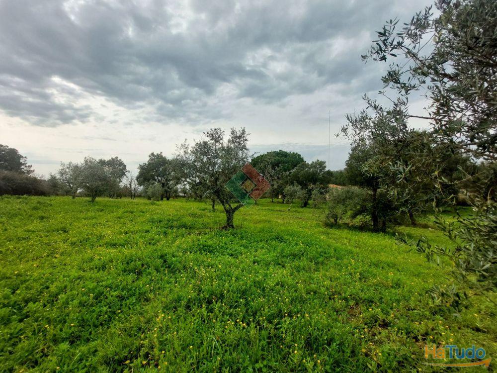 Quinta, para venda, Portalegre - Sé e São Lourenço Quinta, para venda, Portalegre - Sé e São Lourenço