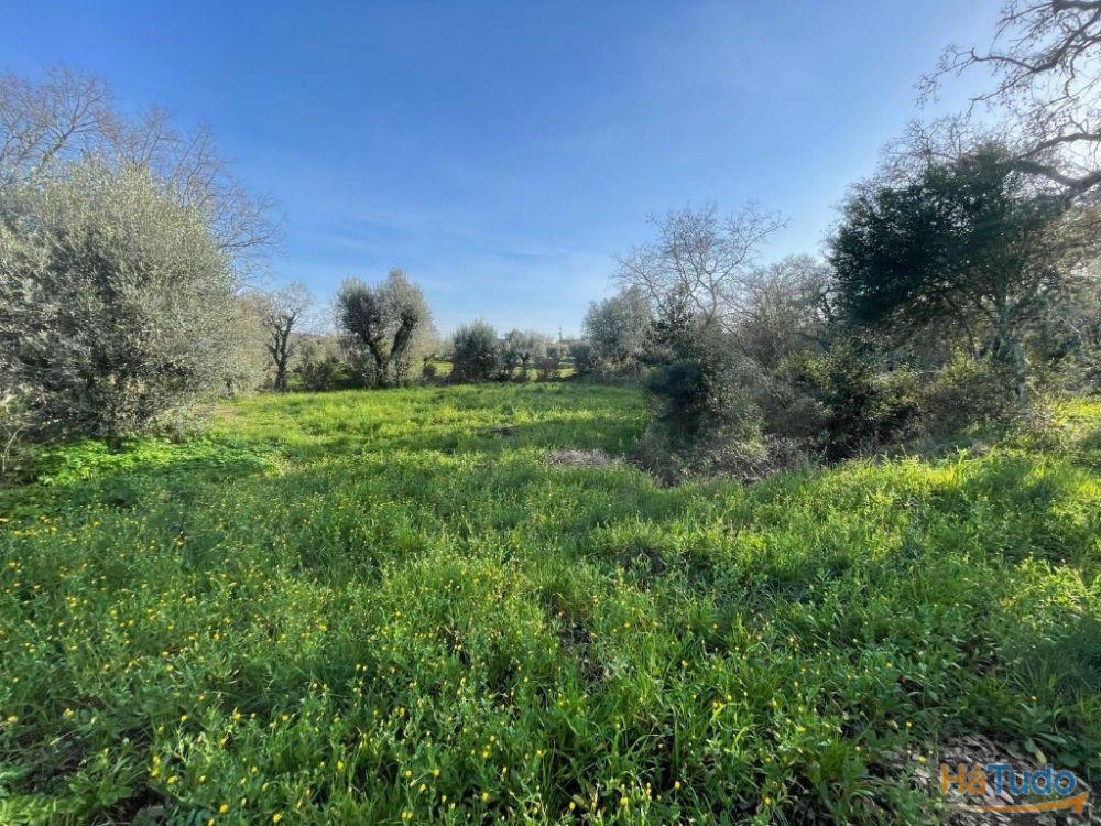 Terreno à venda no concelho de Ferreira do Zêzere, Santarém Terreno à venda no concelho de Ferreira do Zêzere, Santarém