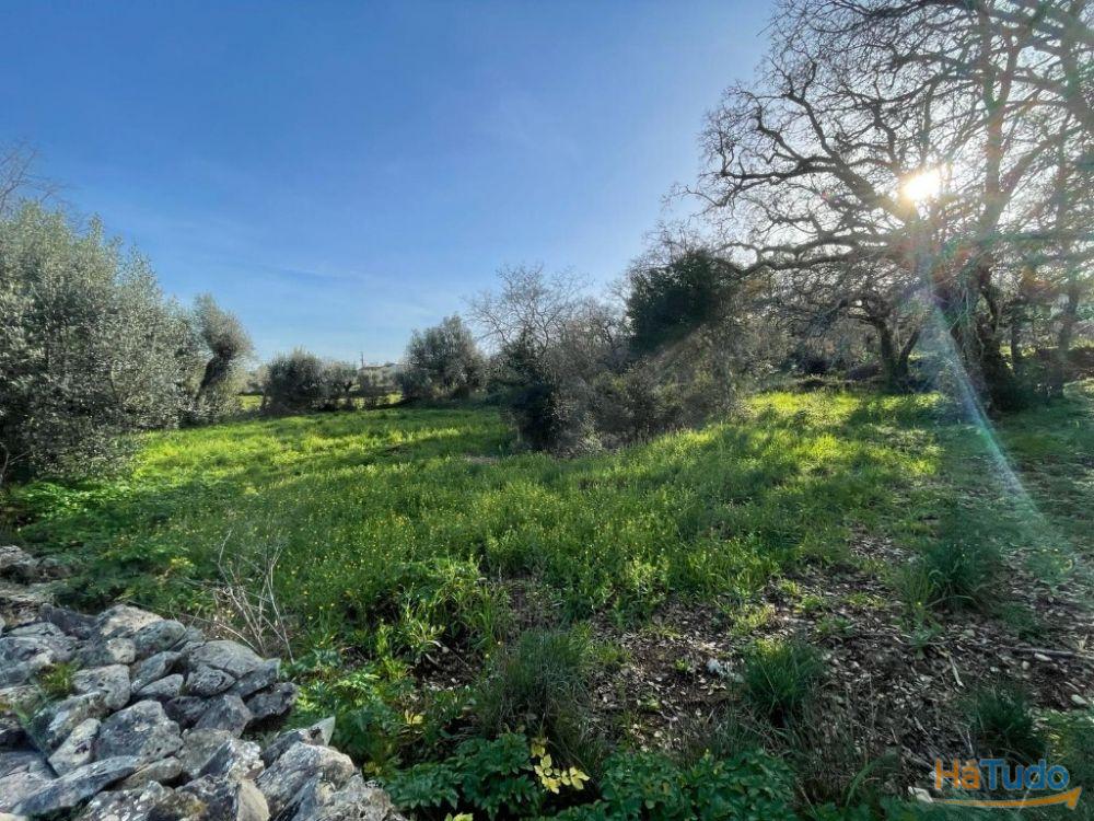 Terreno à venda no concelho de Ferreira do Zêzere, Santarém Terreno à venda no concelho de Ferreira do Zêzere, Santarém