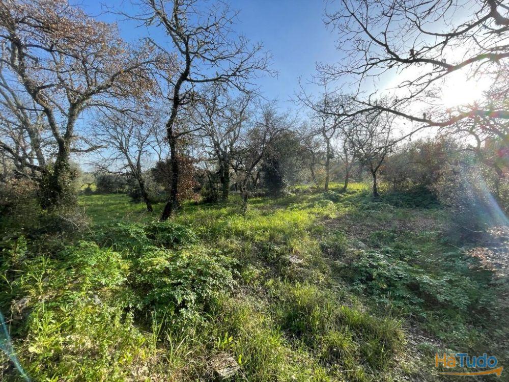 Terreno à venda no concelho de Ferreira do Zêzere, Santarém Terreno à venda no concelho de Ferreira do Zêzere, Santarém