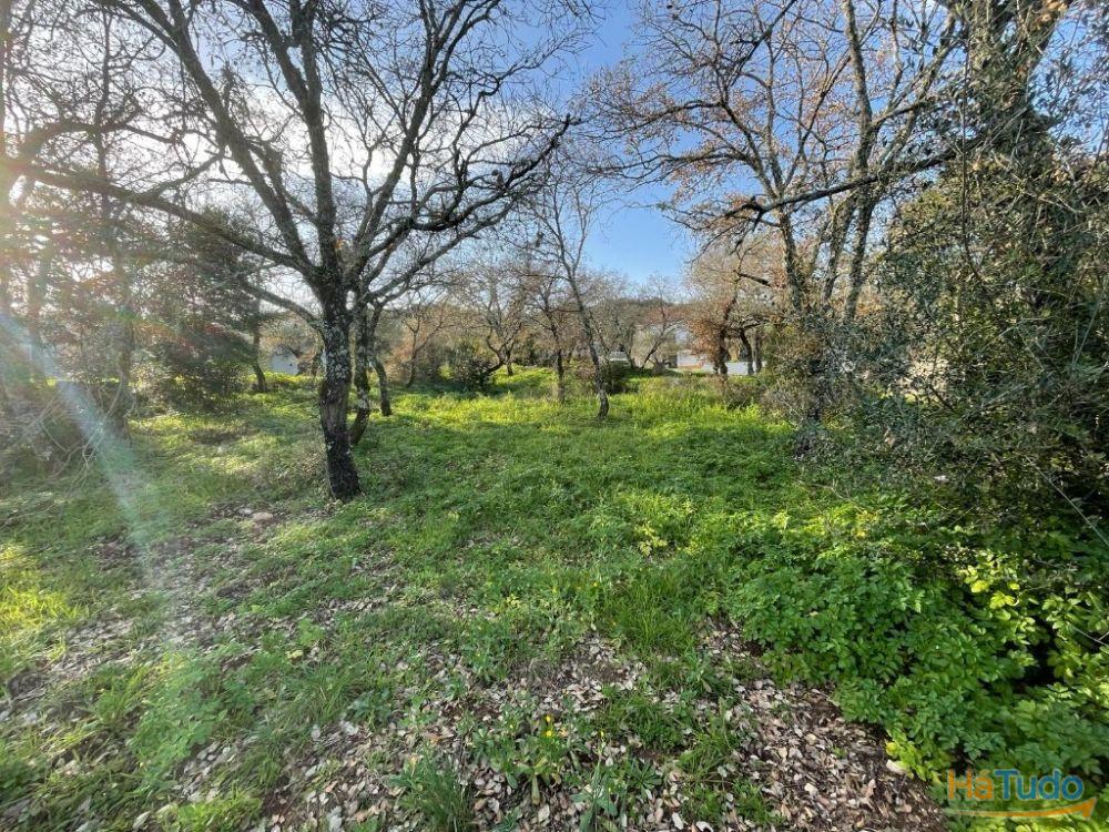 Terreno à venda no concelho de Ferreira do Zêzere, Santarém Terreno à venda no concelho de Ferreira do Zêzere, Santarém