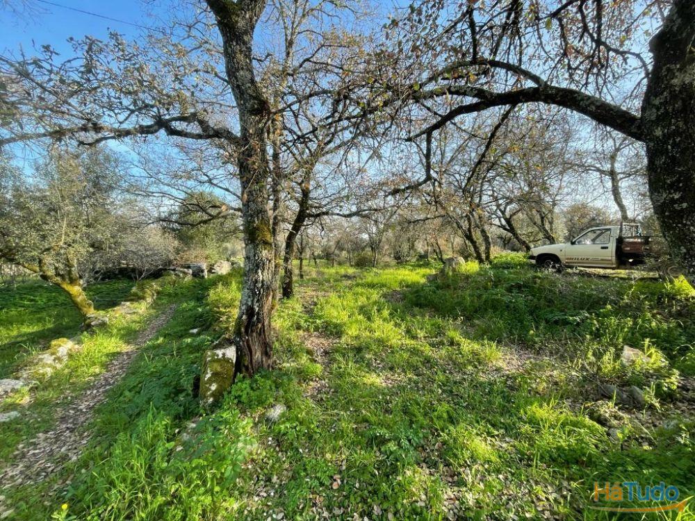 Terreno à venda no concelho de Ferreira do Zêzere, Santarém Terreno à venda no concelho de Ferreira do Zêzere, Santarém