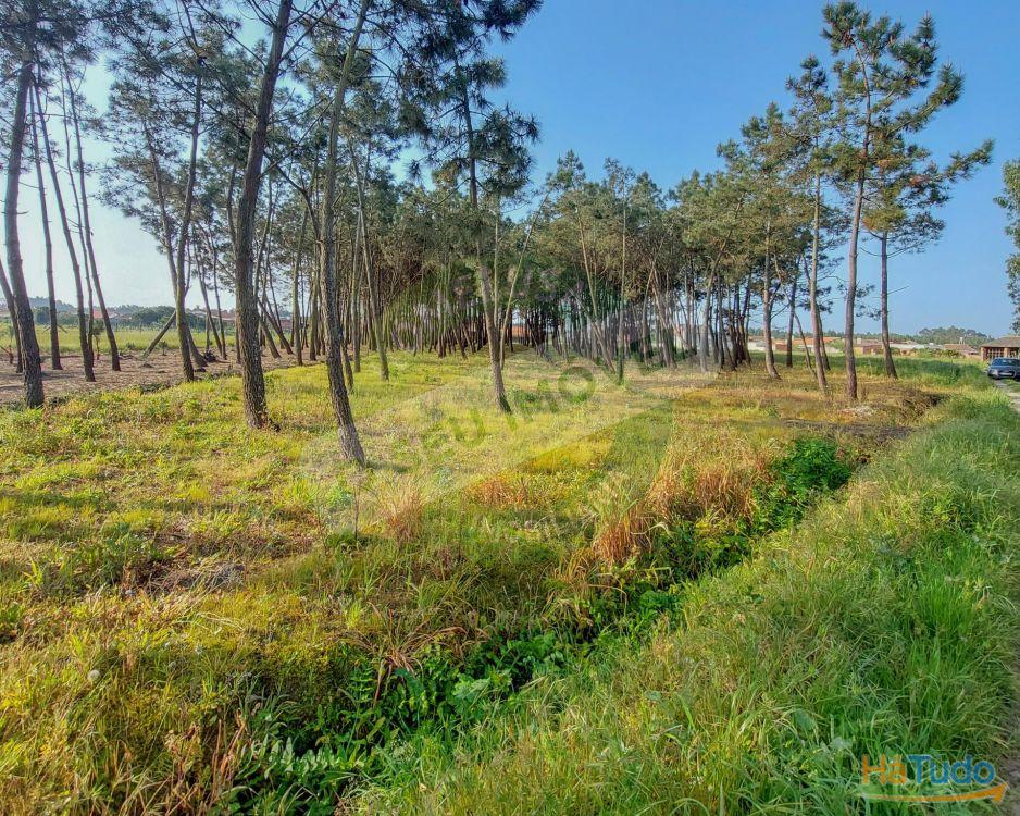 Terreno para construção com 6238 m2 Terreno para construção com 6238 m2