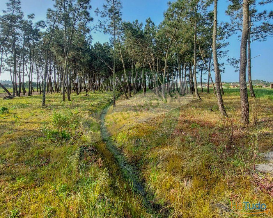 Terreno para construção com 6238 m2 Terreno para construção com 6238 m2