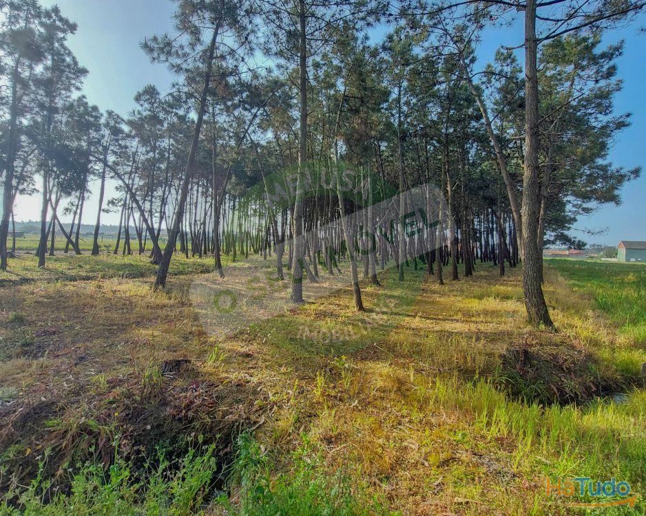Terreno para construção com 6238 m2 Terreno para construção com 6238 m2