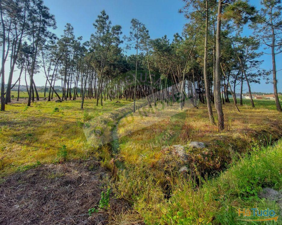 Terreno para construção com 6238 m2 Terreno para construção com 6238 m2