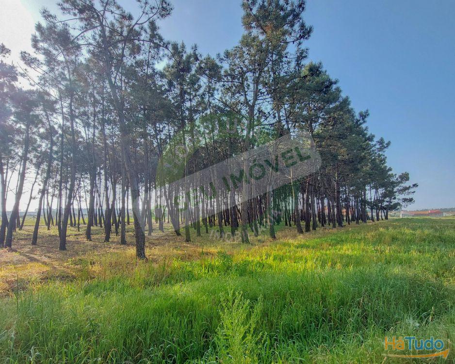 Terreno para construção com 6238 m2 Terreno para construção com 6238 m2