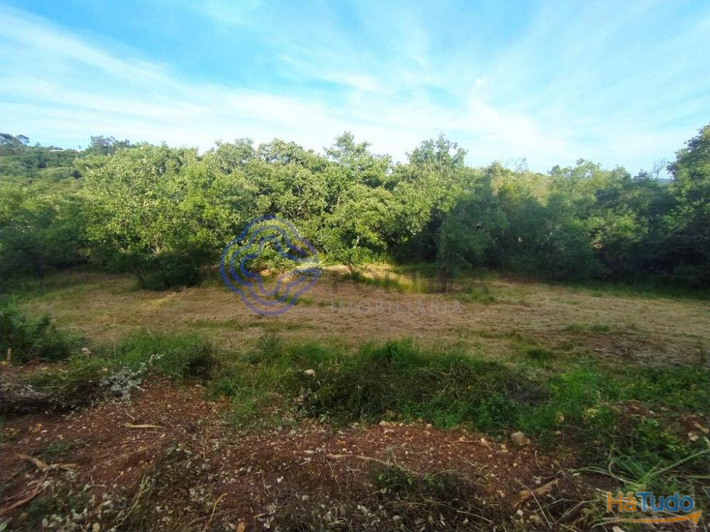 Casa de habitação em ruínas perto de Tomar no centro de Portugal Casa de habitação em ruínas perto de Tomar no centro de Portugal