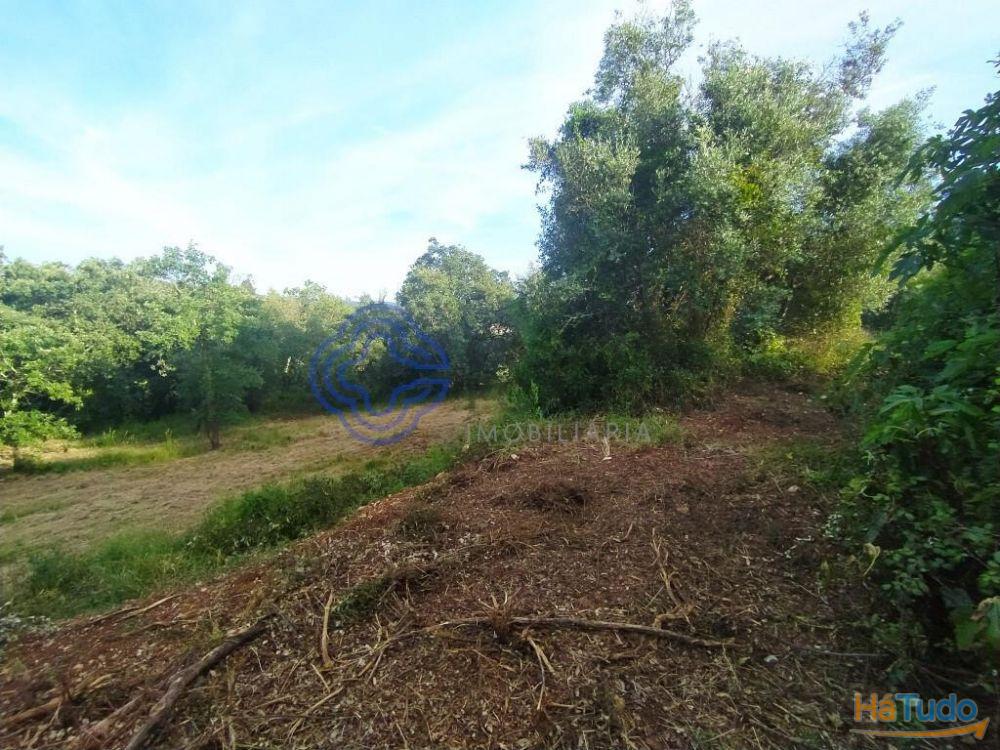 Casa de habitação em ruínas perto de Tomar no centro de Portugal Casa de habitação em ruínas perto de Tomar no centro de Portugal