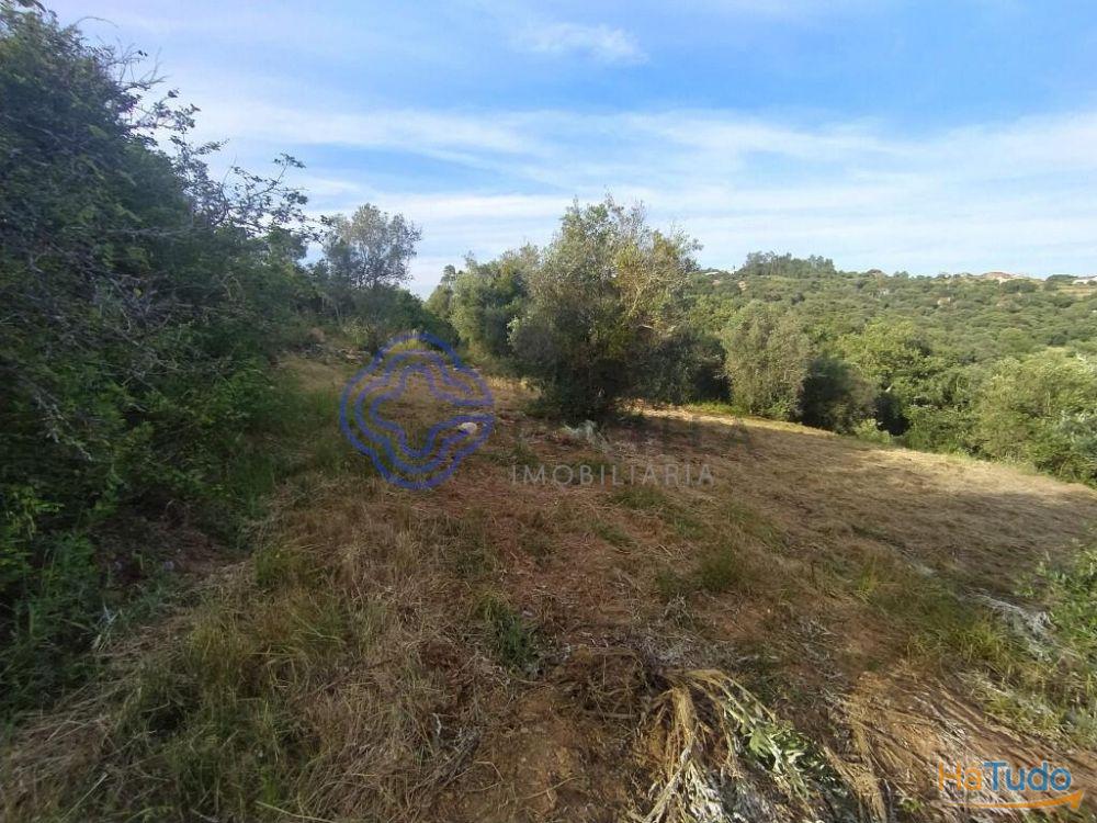 Casa de habitação em ruínas perto de Tomar no centro de Portugal Casa de habitação em ruínas perto de Tomar no centro de Portugal