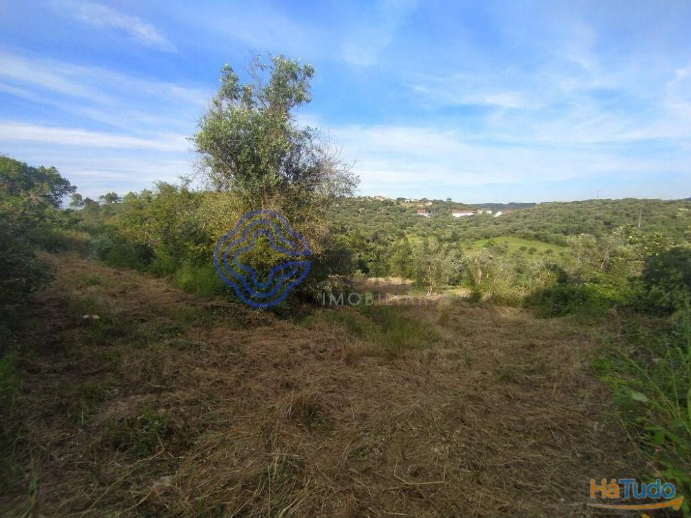 Casa de habitação em ruínas perto de Tomar no centro de Portugal Casa de habitação em ruínas perto de Tomar no centro de Portugal