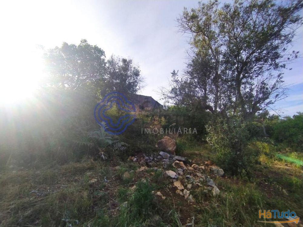 Casa de habitação em ruínas perto de Tomar no centro de Portugal Casa de habitação em ruínas perto de Tomar no centro de Portugal