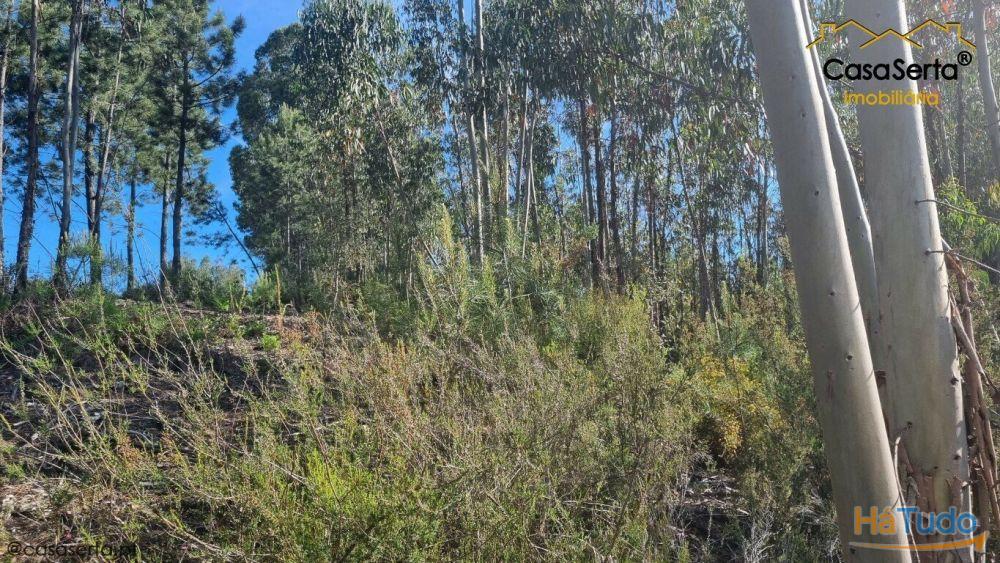 Terreno Com Eucaliptos Terreno Com Eucaliptos