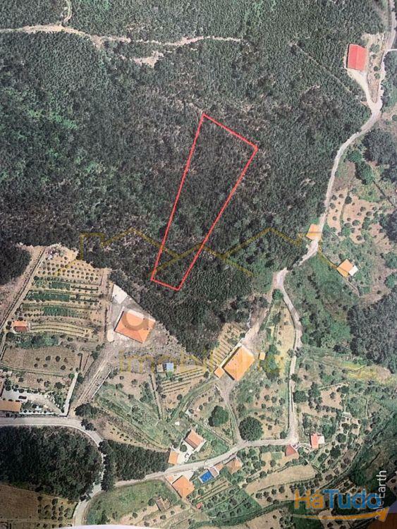 Terreno Com Eucaliptos Terreno Com Eucaliptos