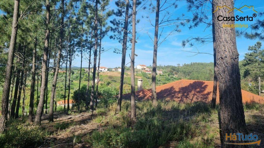 Terreno Com Eucaliptos Terreno Com Eucaliptos