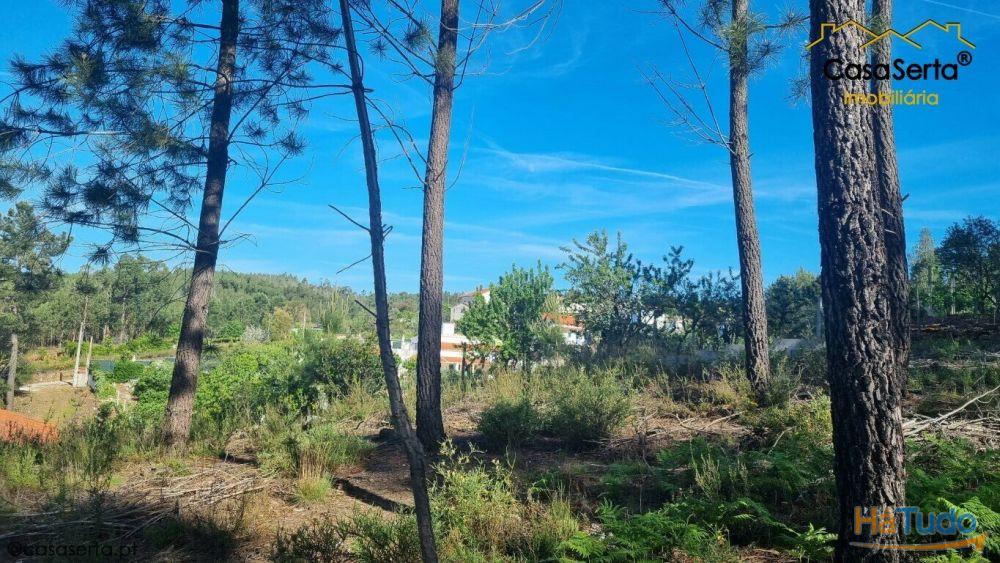 Terreno Com Eucaliptos Terreno Com Eucaliptos