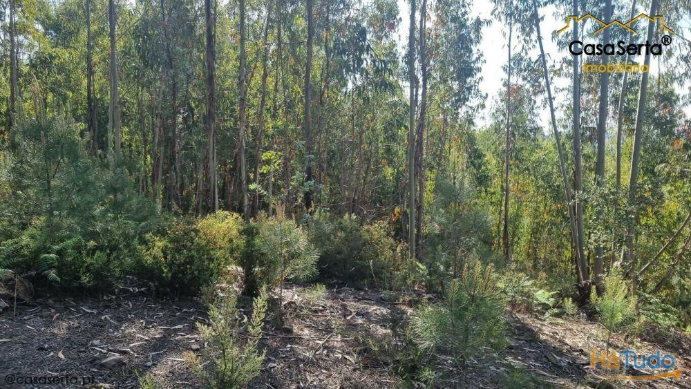 Terreno Com Eucaliptos Terreno Com Eucaliptos