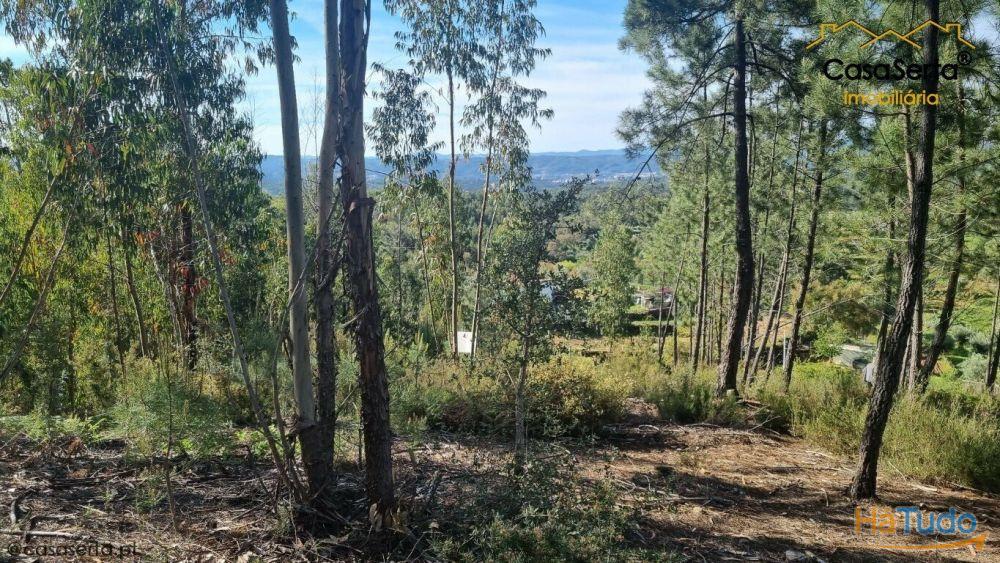 Terreno Com Eucaliptos Terreno Com Eucaliptos